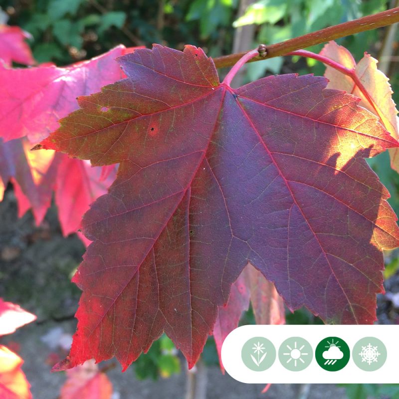 Acer rubrum
