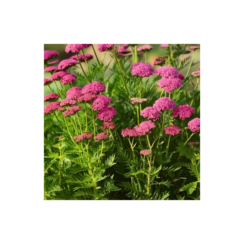 Achillea Cerise Queen - biologisch