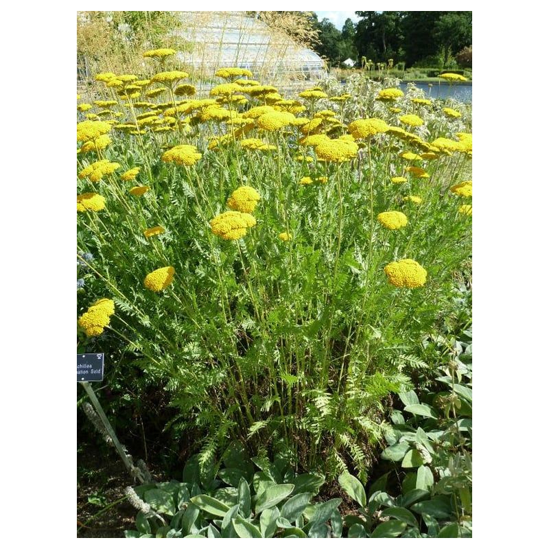 Achillea Coronation Gold - biologisch