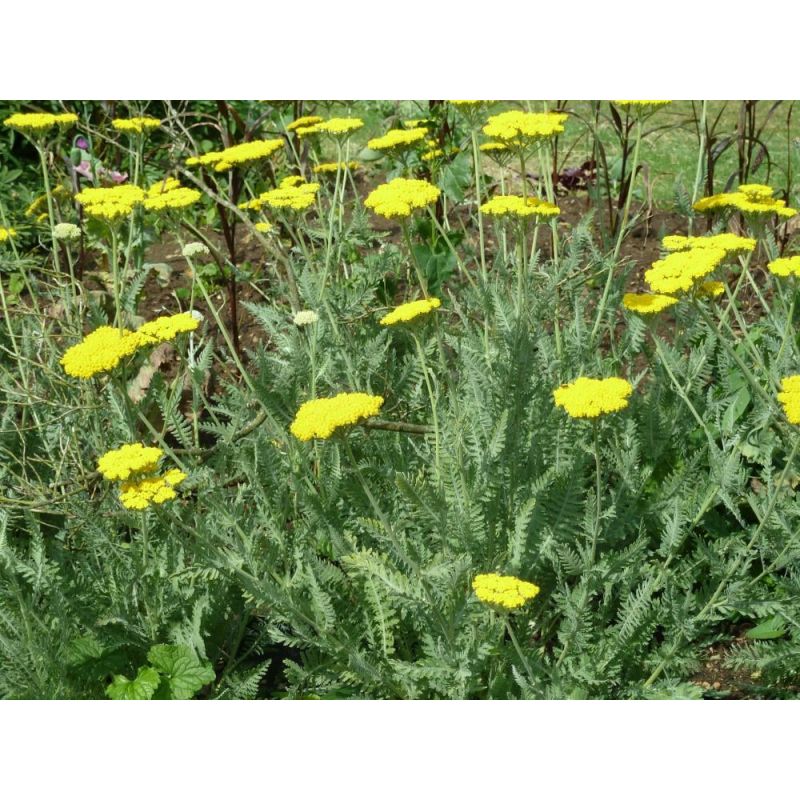 Achillea Moonshine