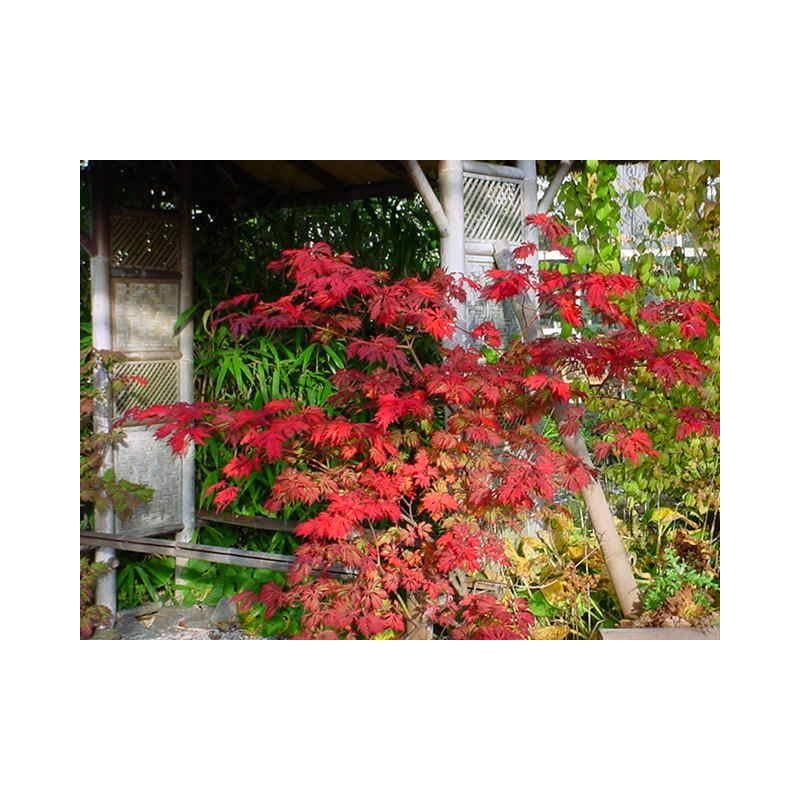 Acer Aconitifolium