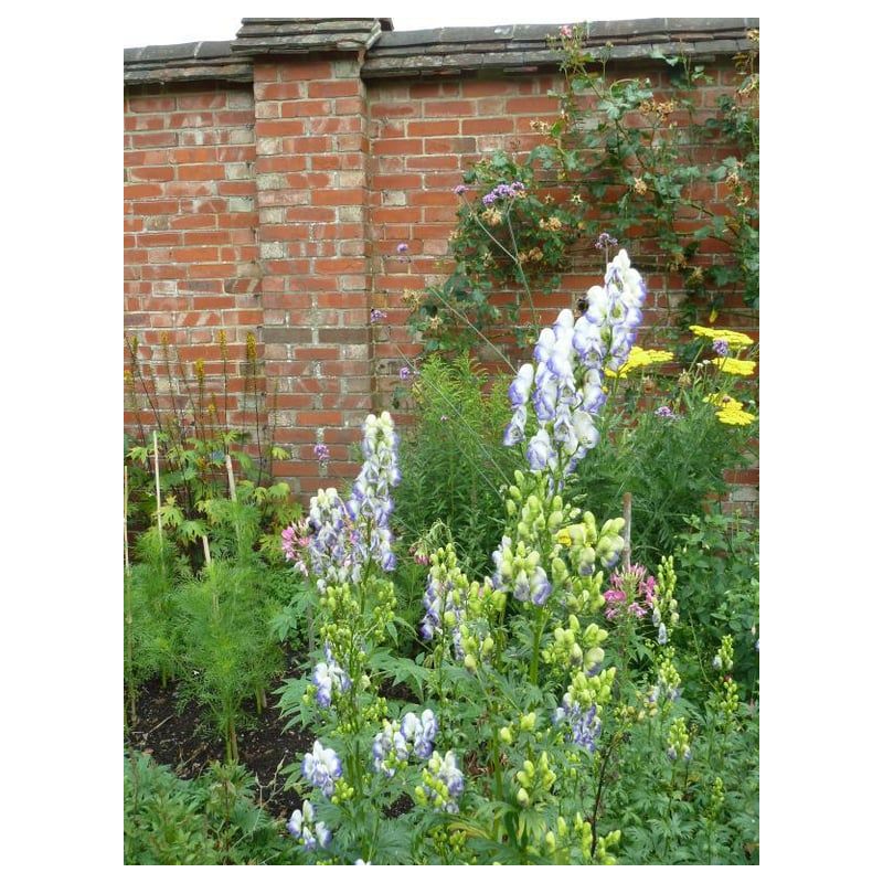 Aconitum Bicolor 