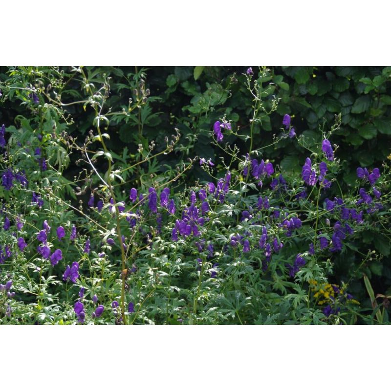 Aconitum Spark's Variety