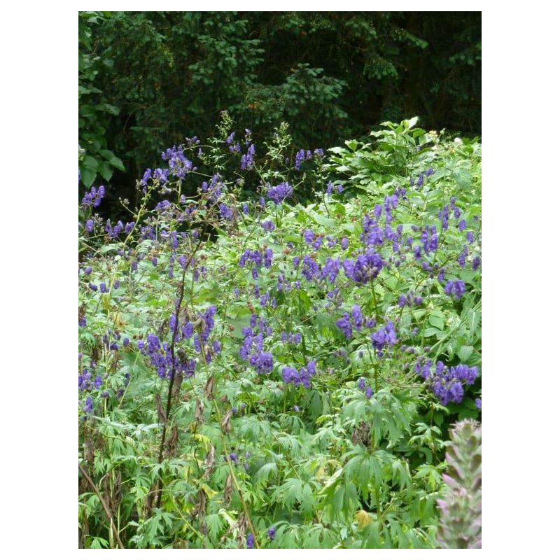 Aconitum napellus 