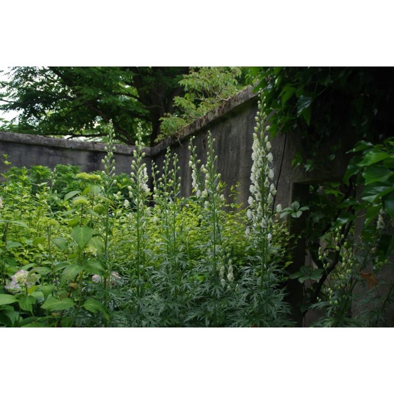 Aconitum Album 