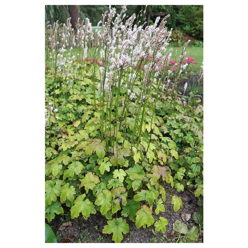 Actaea Cheju-do 