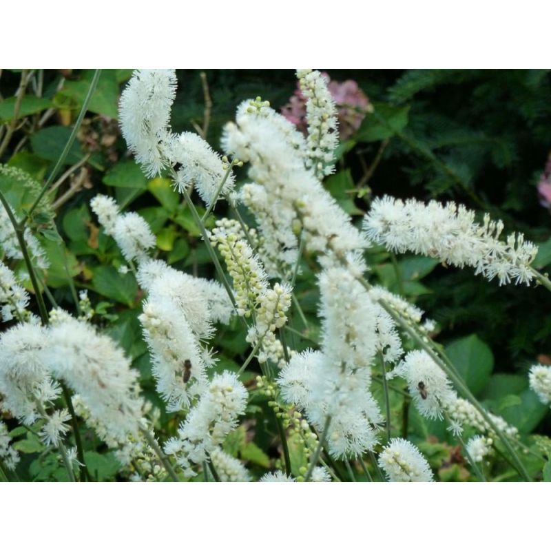 Actaea White Pearl 