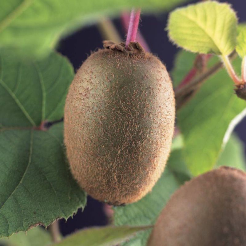 Actinidia Jenny
