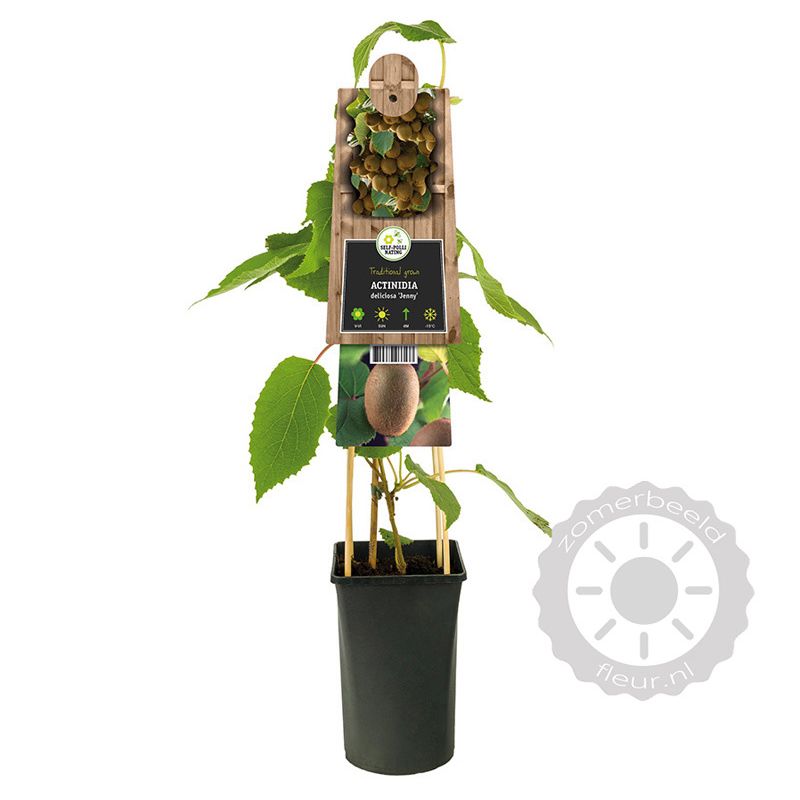Actinidia Jenny