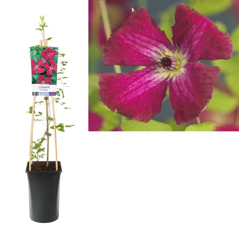 Clematis Rubra