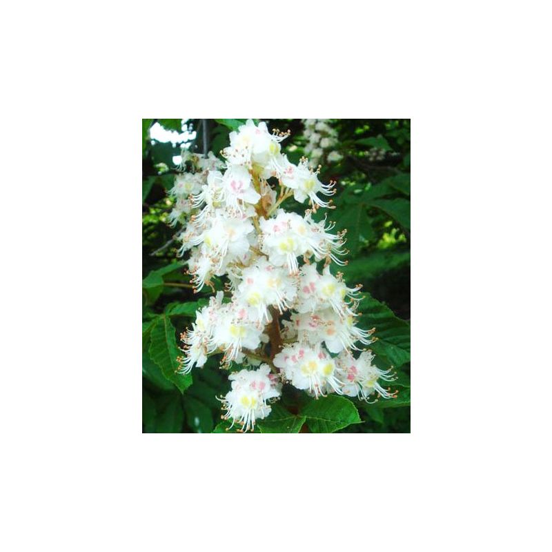Aesculus hippocastanum