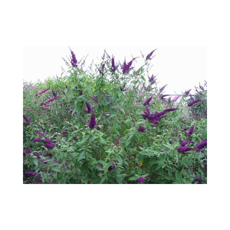 Buddleja African Queen