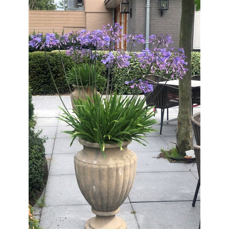 Agapanthus africanus
