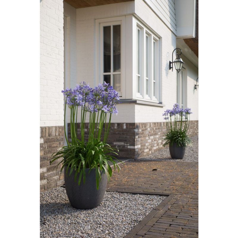 Agapanthus Blue Blush