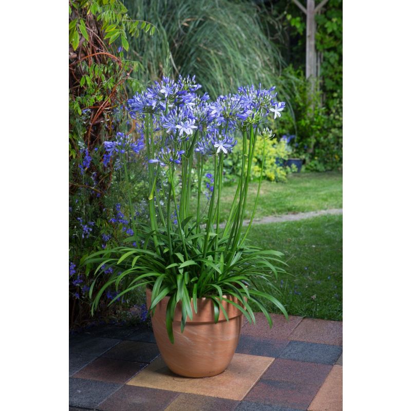 Agapanthus Blue Blush