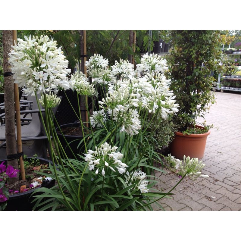 Agapanthus Albus