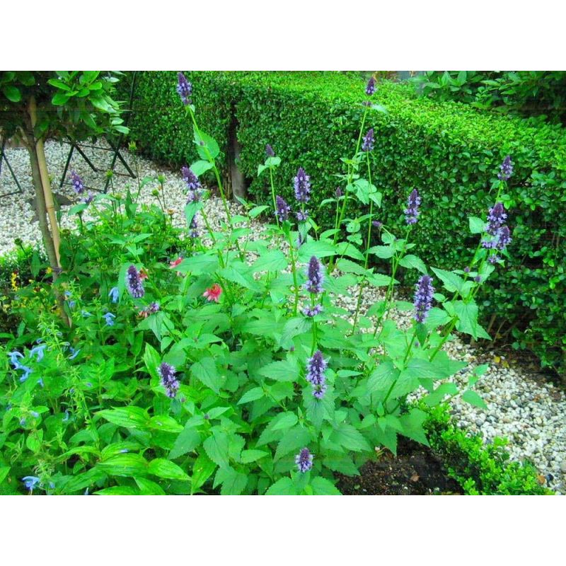 Agastache Black Adder