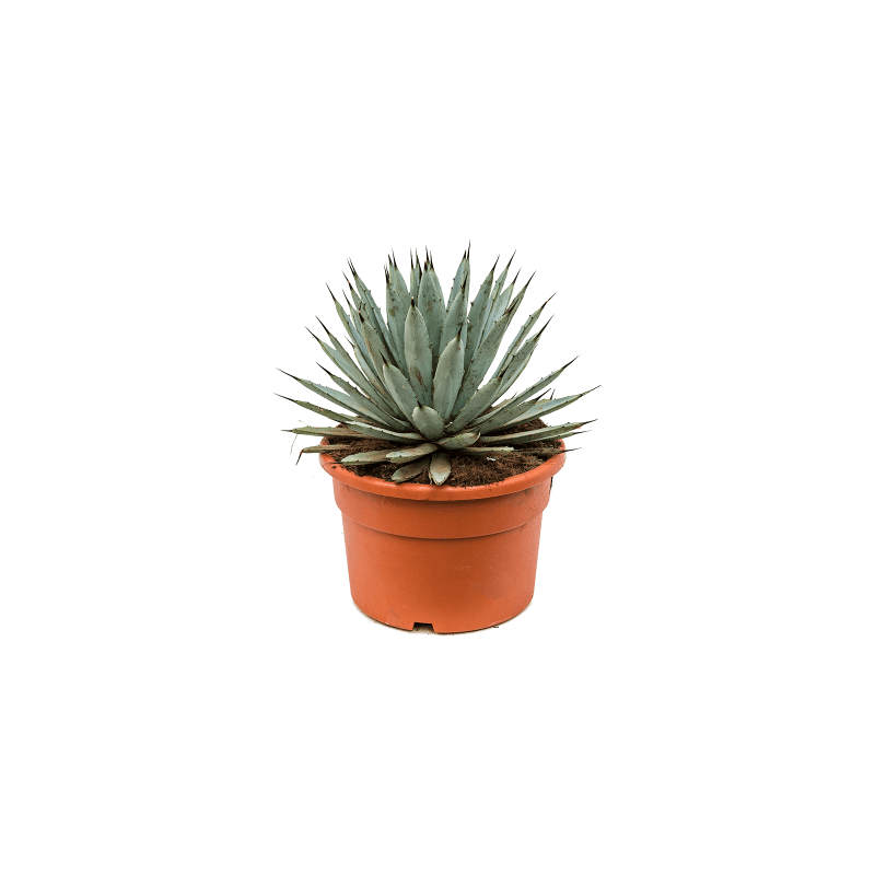 Agave macroacantha