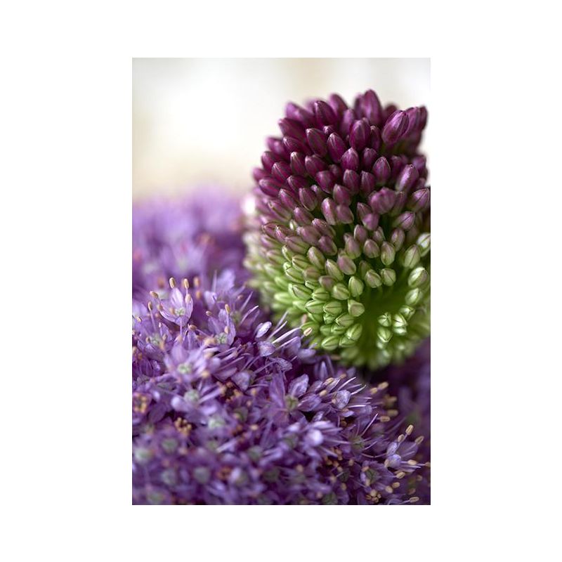Allium Paars & Wit - 15 stuks