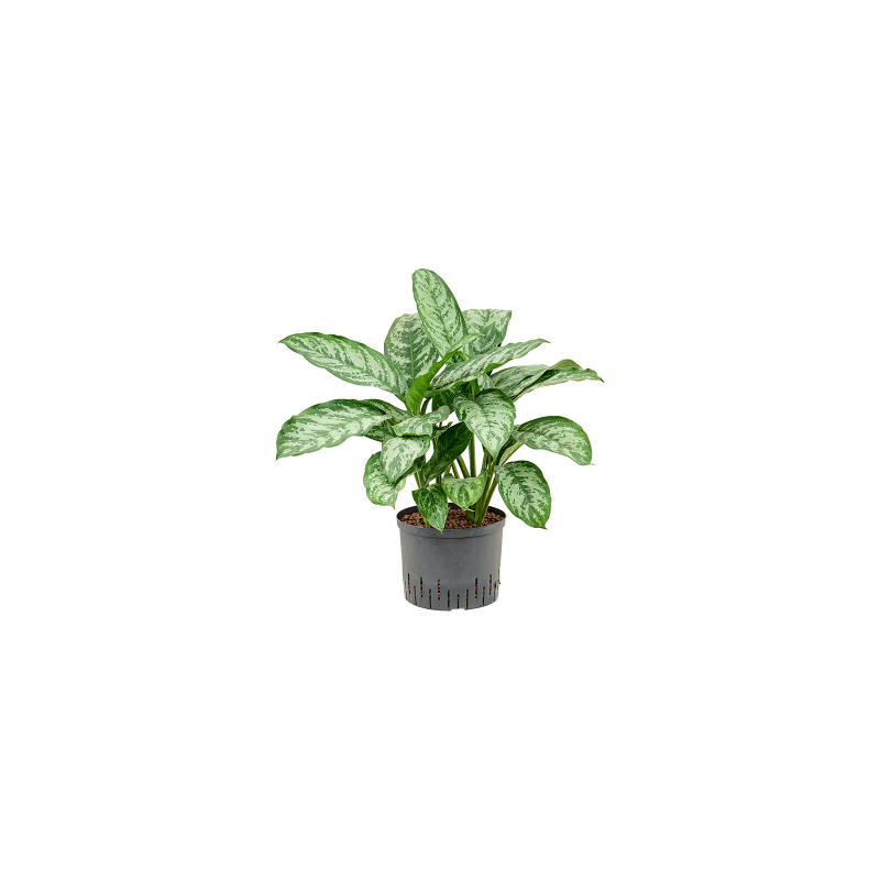 Aglaonema Chantal