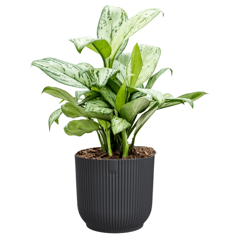 Aglaonema Christina in Vibes antraciet