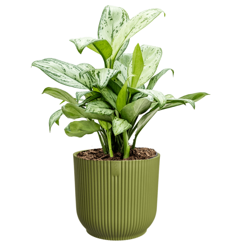 Aglaonema Christina in Vibes groen