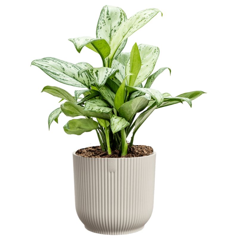 Aglaonema Christina in Vibes wit