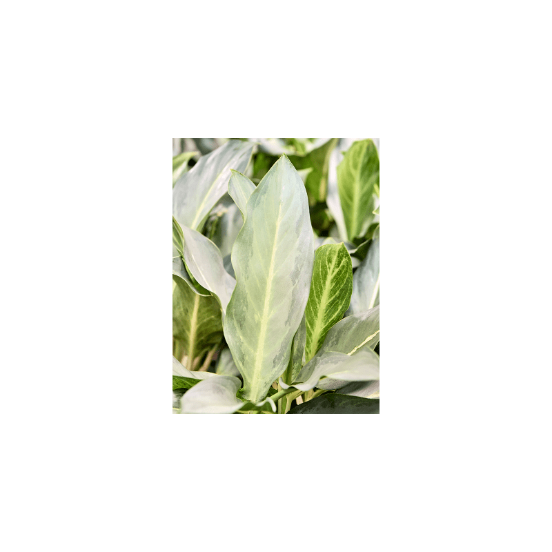 Aglaonema Ghost