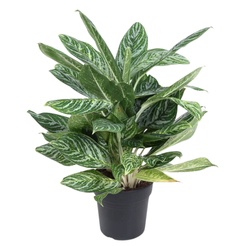 Aglaonema Golden Madonna