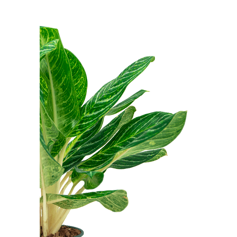 Aglaonema Key Lime in Vulcana Couple Groen