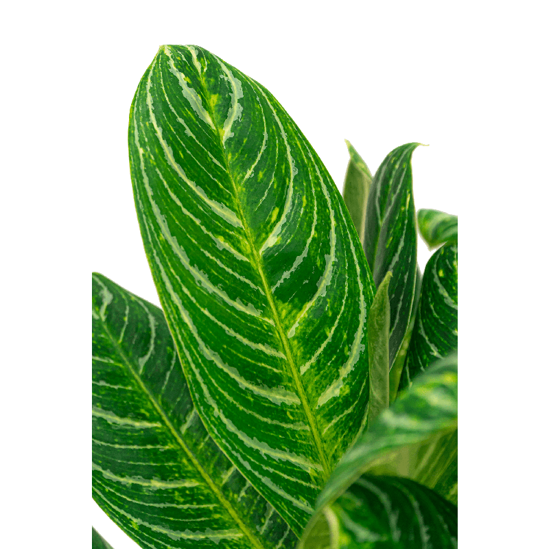 Aglaonema Key Lime Vulcana Roze