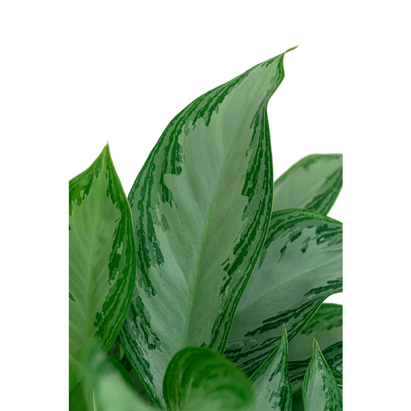 Aglaonema Silver Bay in Cylinder Ceramic Groen