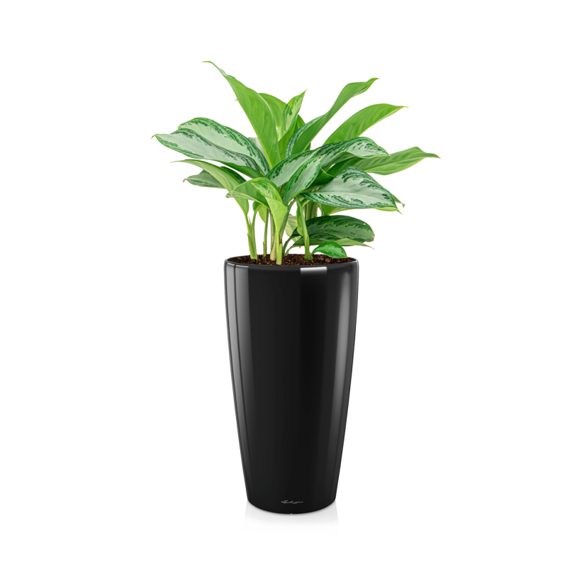 Aglaonema Silver Bay in watergevende Rondo zwart