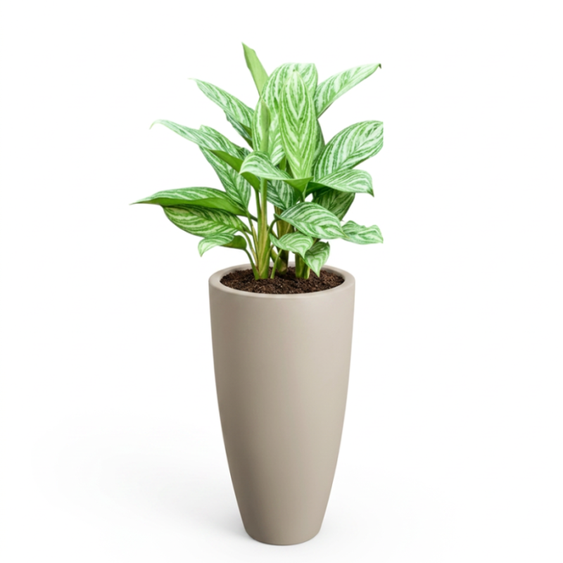 Aglaonema Stripes in June Round High Beige