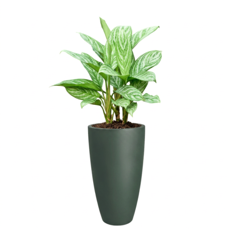 Aglaonema Stripes in June Round High Smaragdgroen