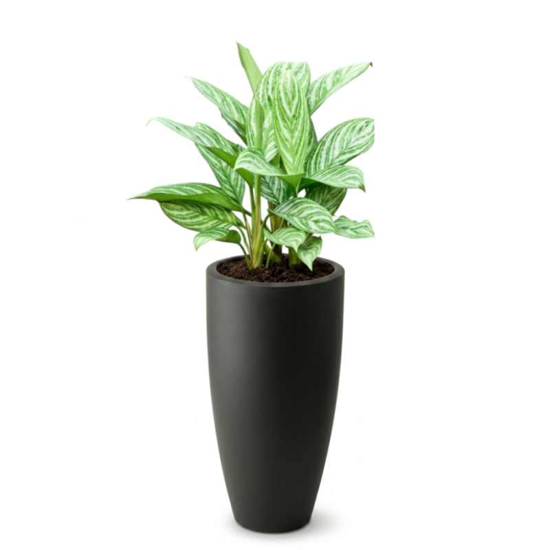 Aglaonema Stripes in June Round High Zwart