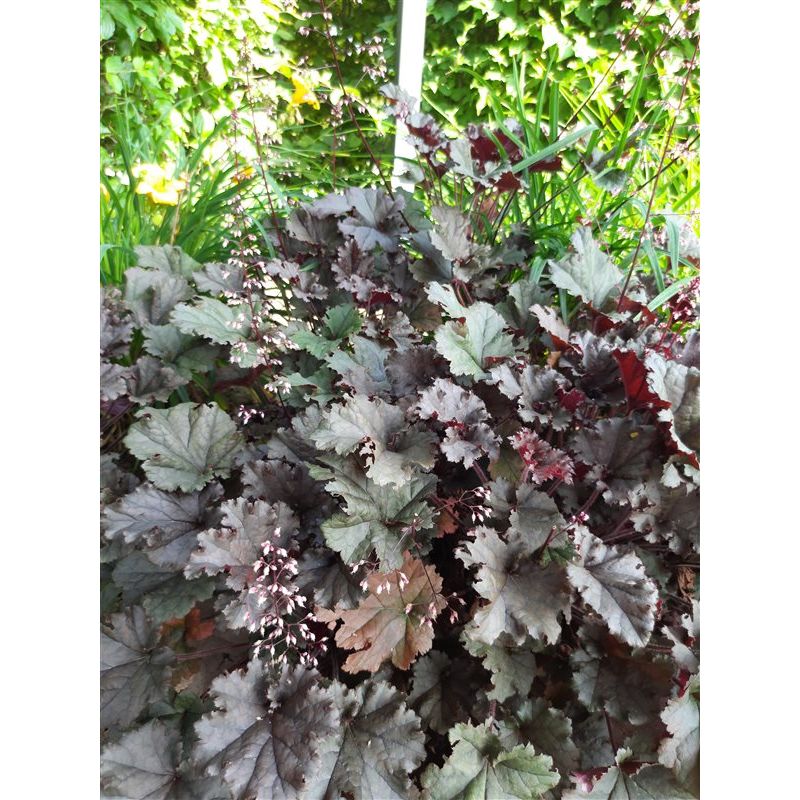 Heuchera Palace Purple 