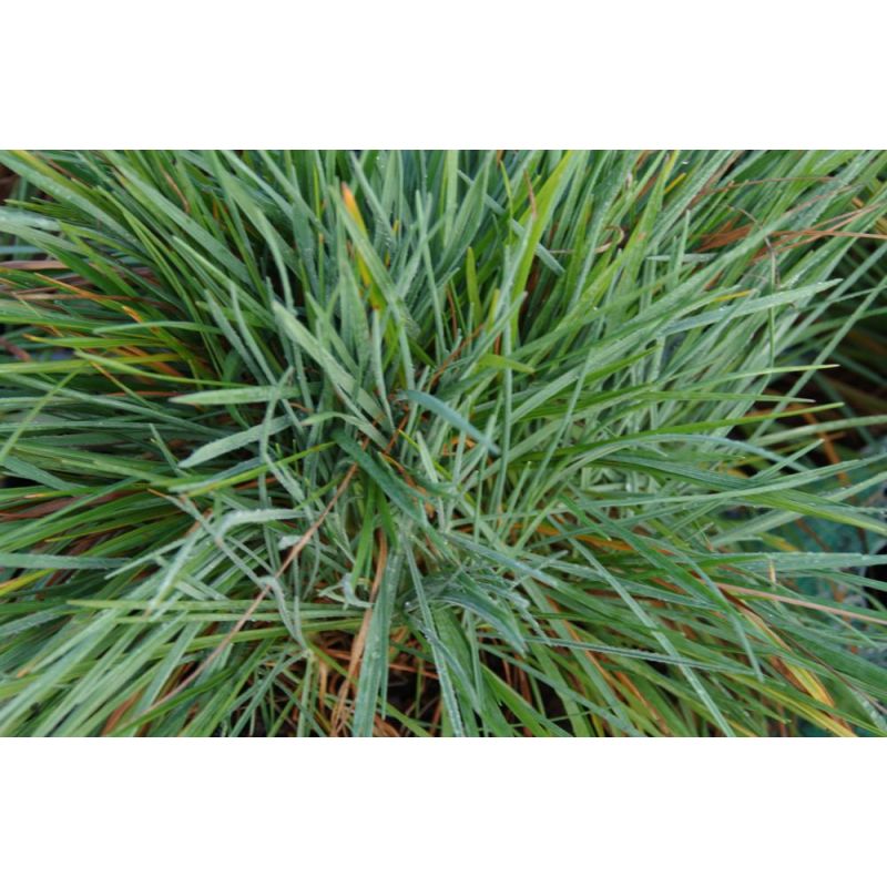 Koeleria glauca 
