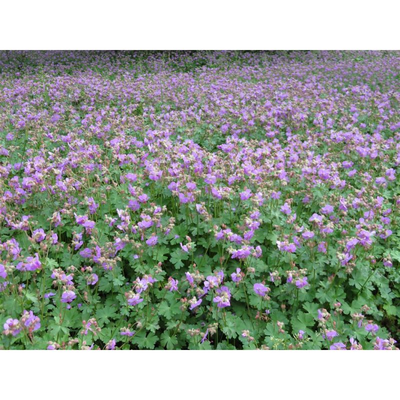 Geranium Cambridge