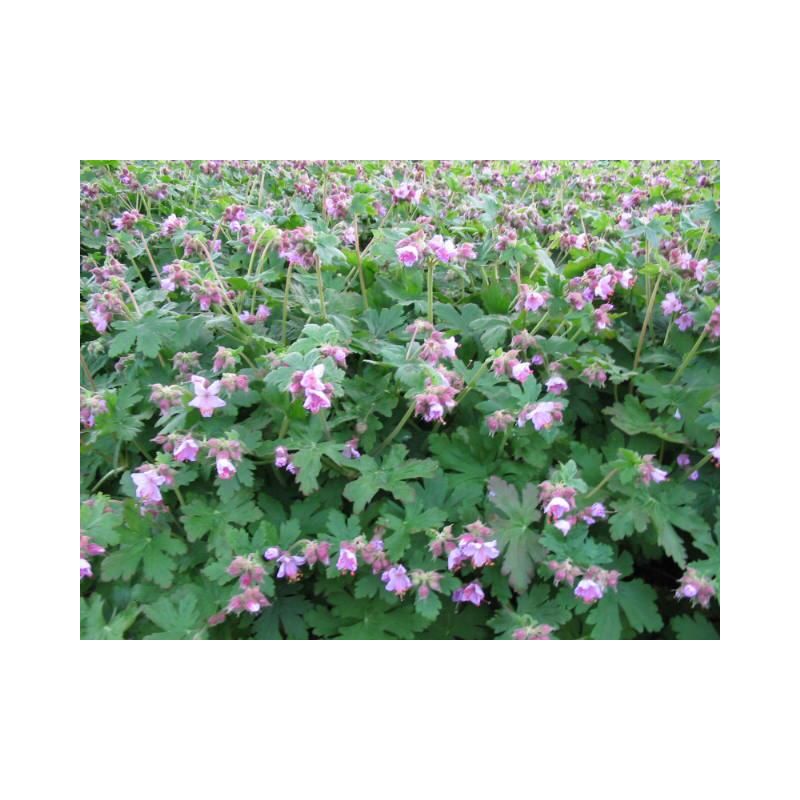 Geranium Ingwersens Variety