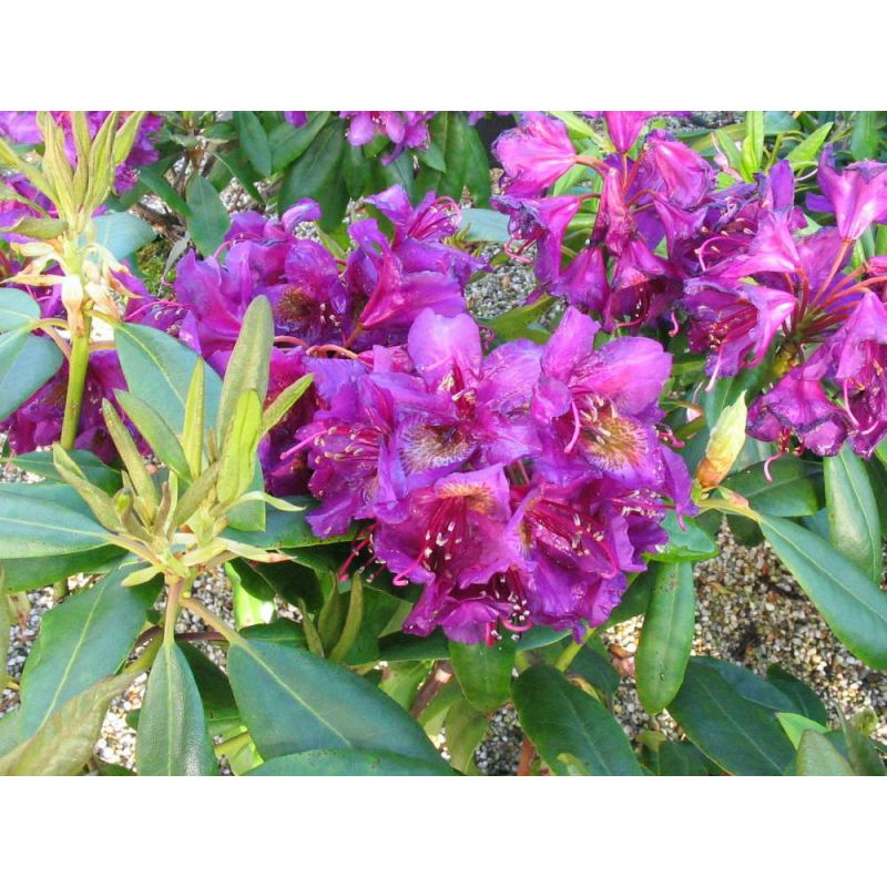 Rhododendron Marcel Menard