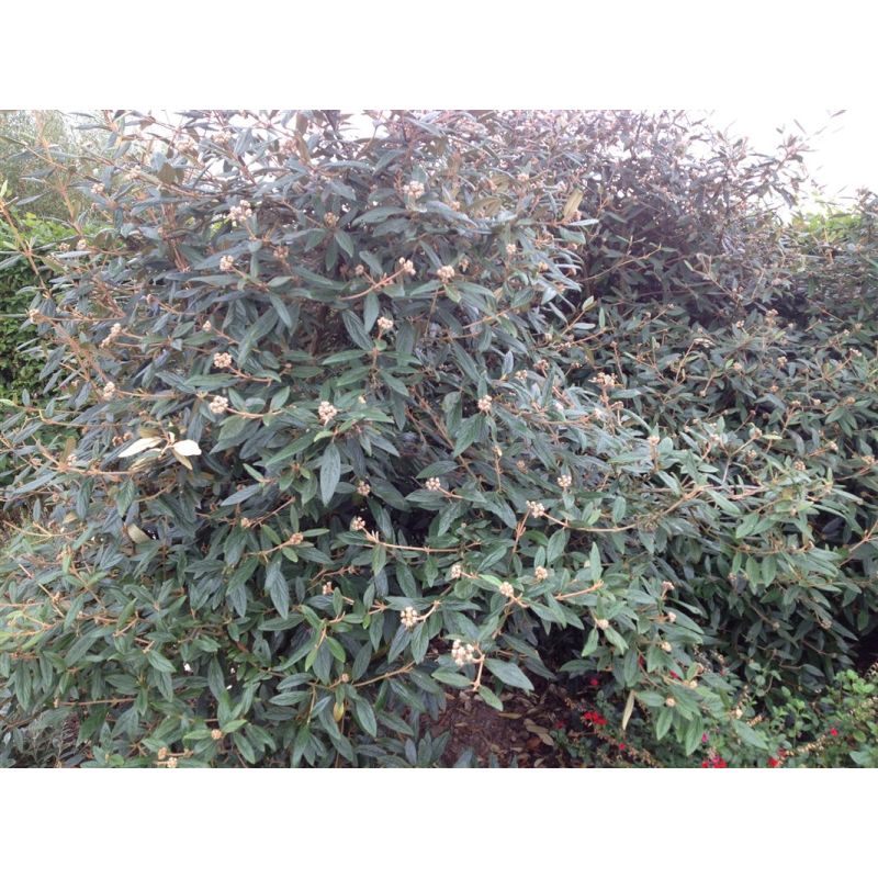 Viburnum Pragense