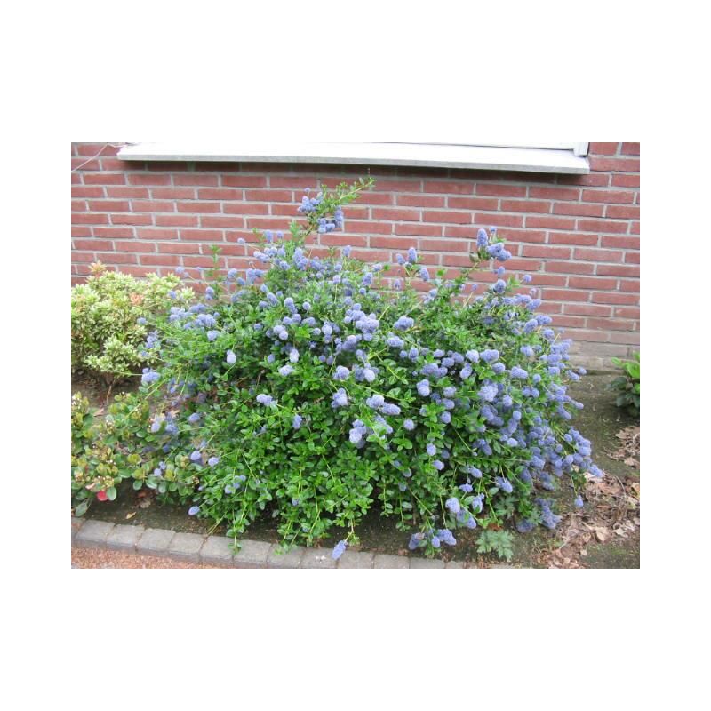 Ceanothus Skylark 