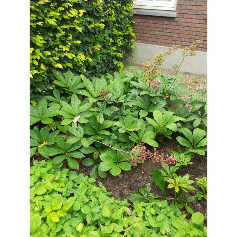 Rodgersia pinnata