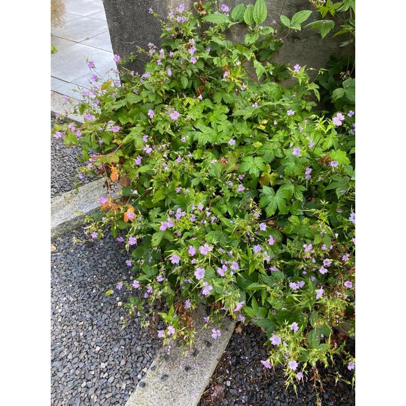Geranium nodosum 