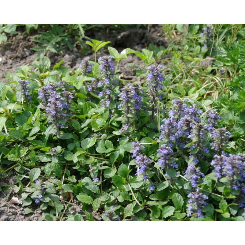 Ajuga reptans - biologisch