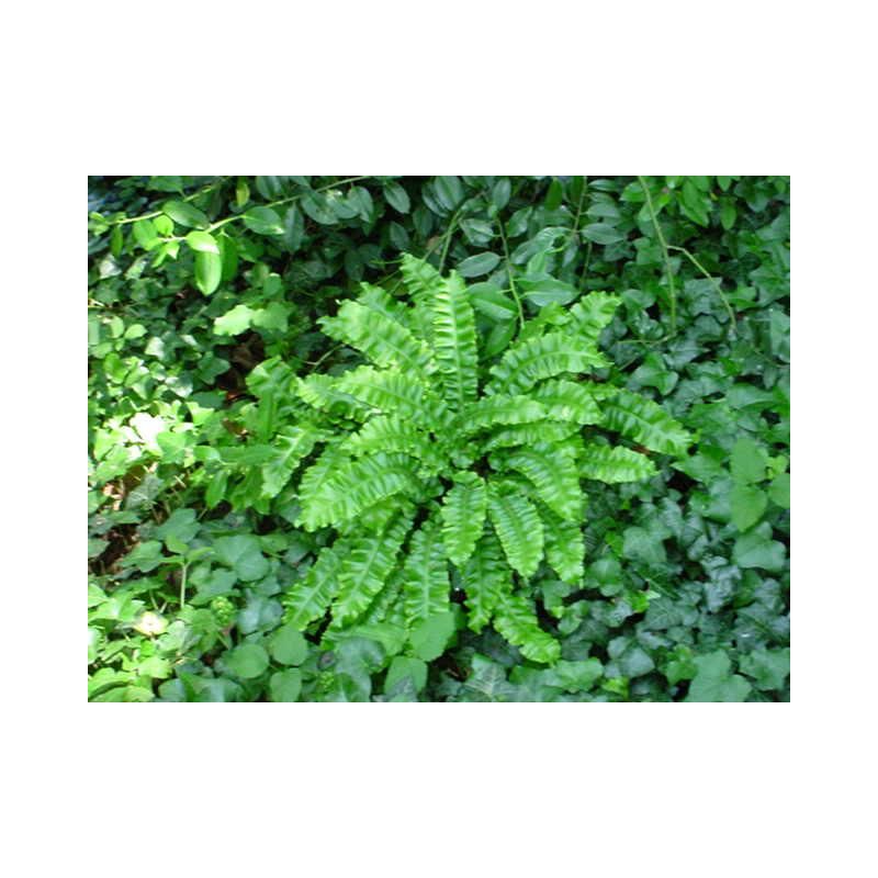 Asplenium Cristatum 