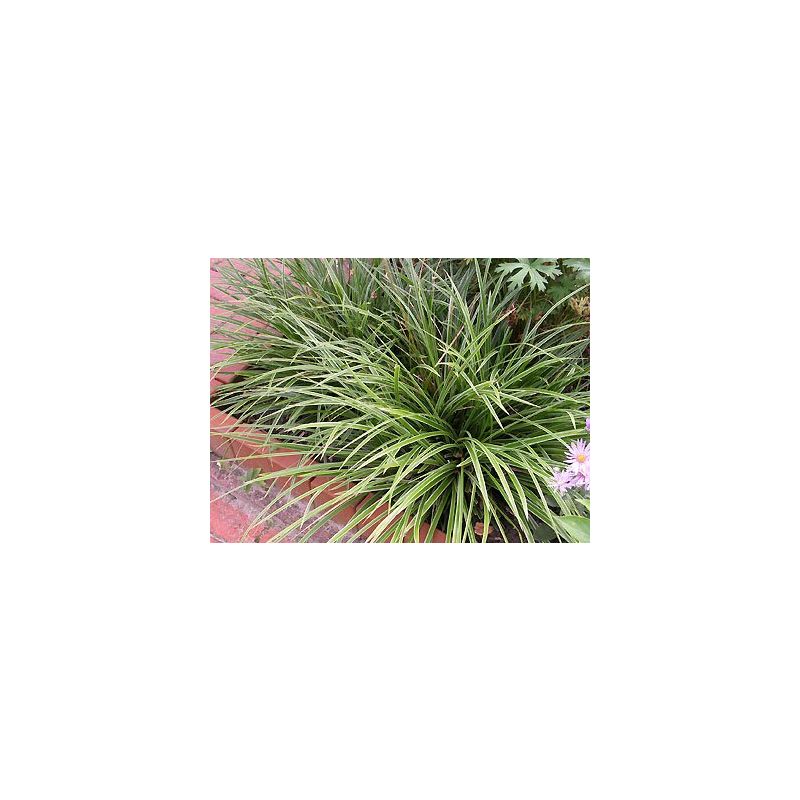 Carex Variegata