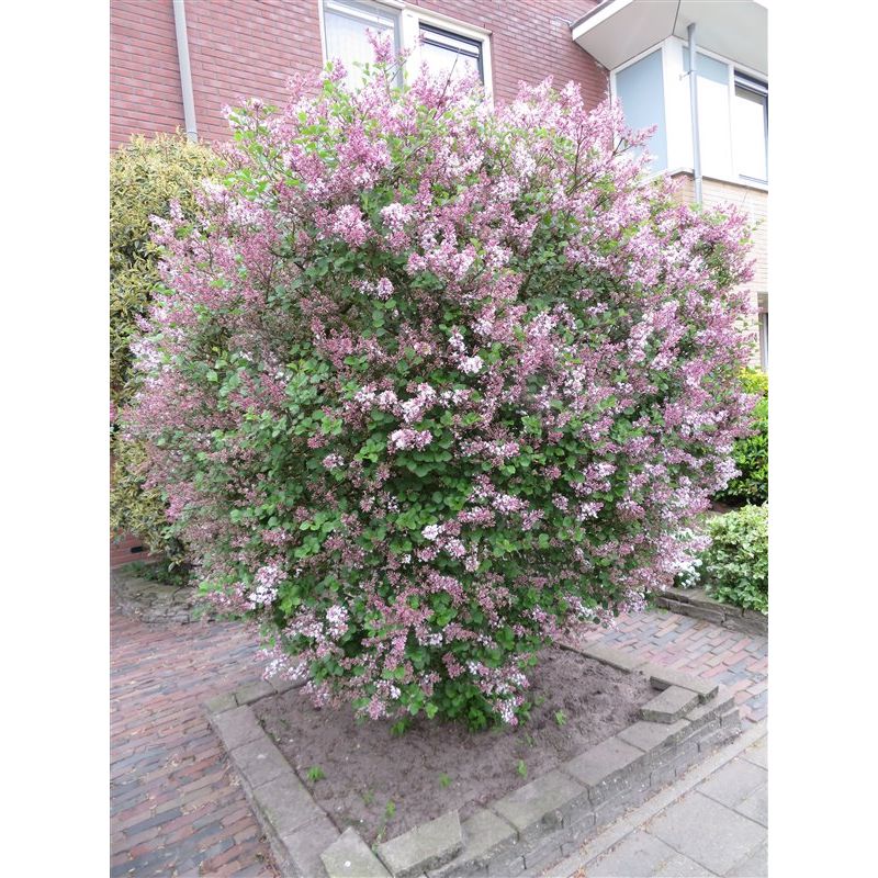 Syringa Palibin