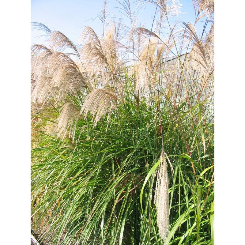 Miscanthus Grosse Fontäne